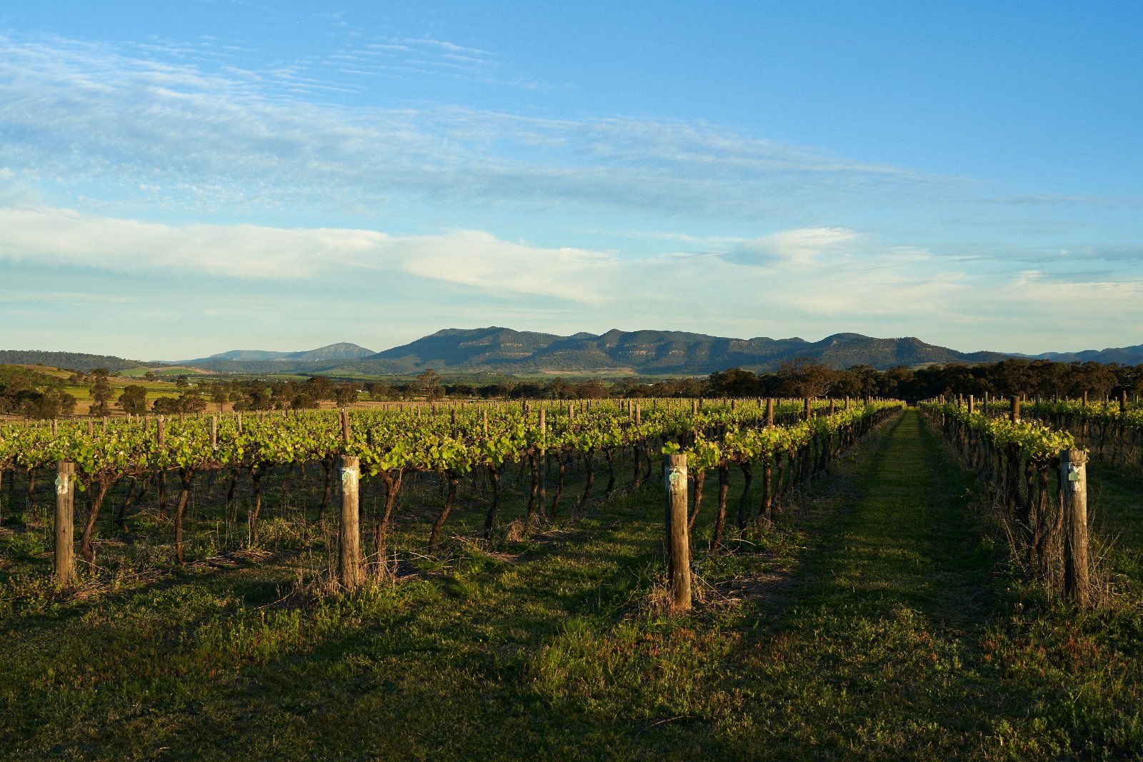 Rows of grapevines at golden hour in Denman, New South Wales, with hills in the background.